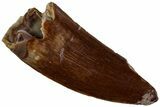 Large, Serrated Triassic Reptile (Postosuchus?) Tooth - Texas #315785-1